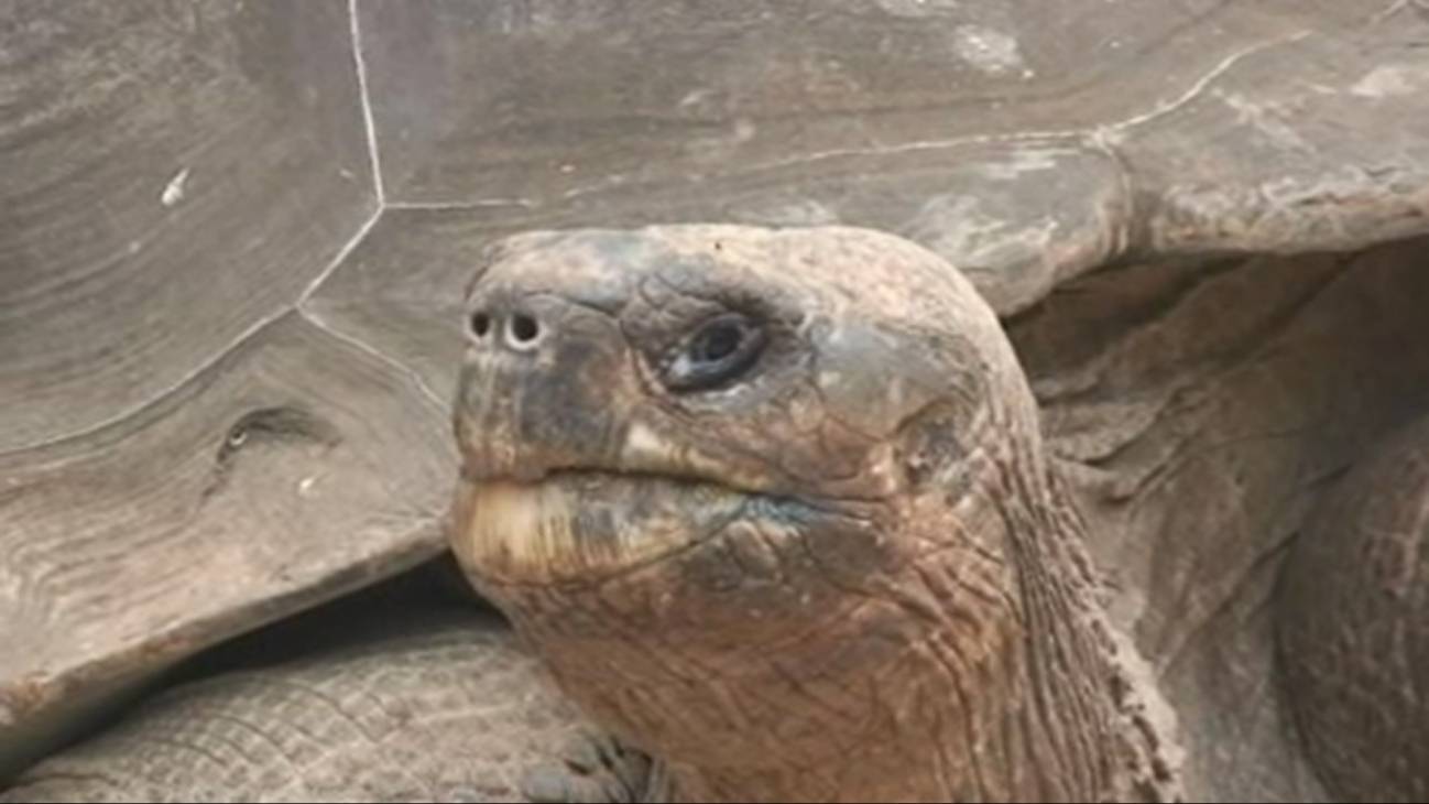 Pepe 'El Misionero', una tortuga con historia