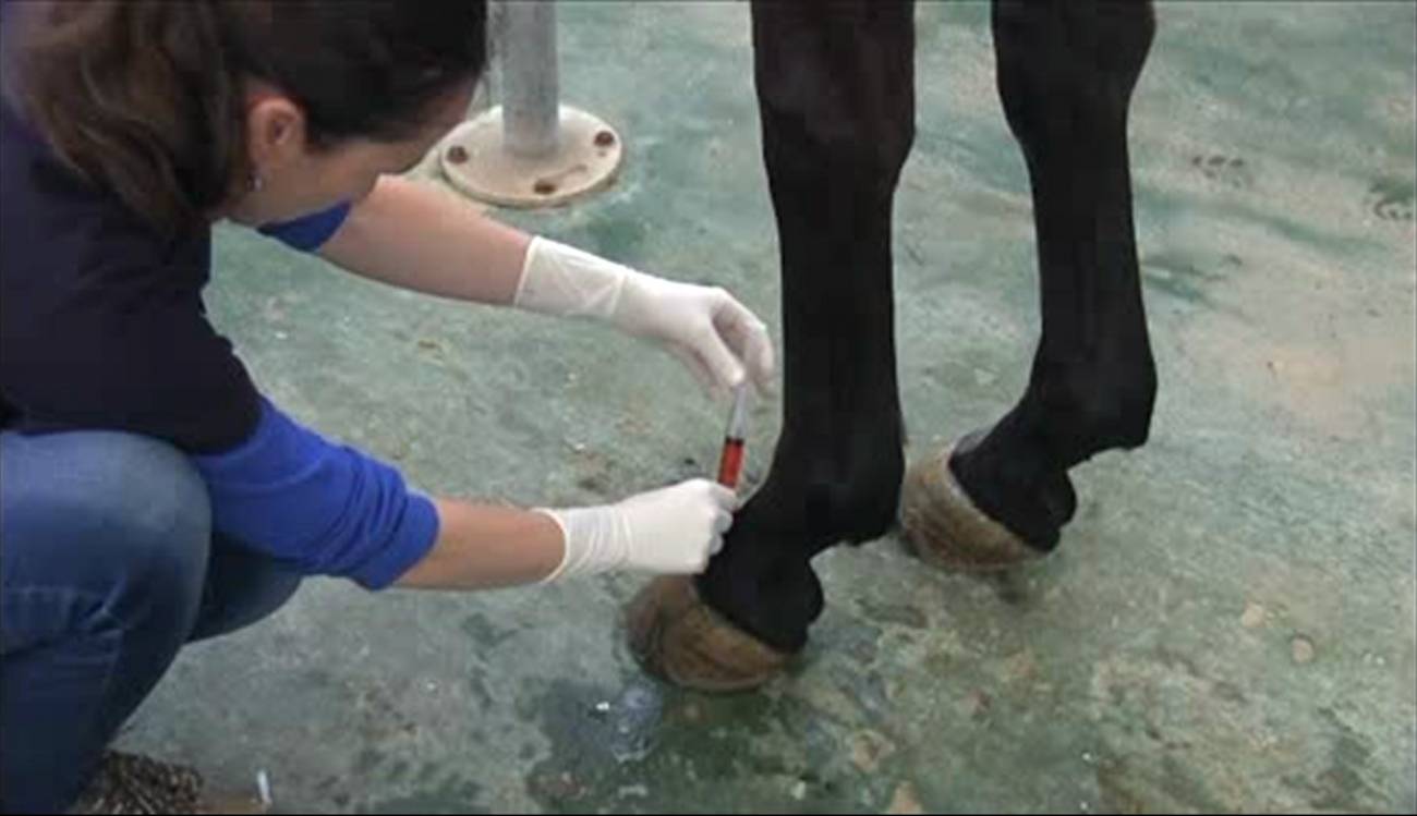 Banco de células y tejidos para el trasplante animal