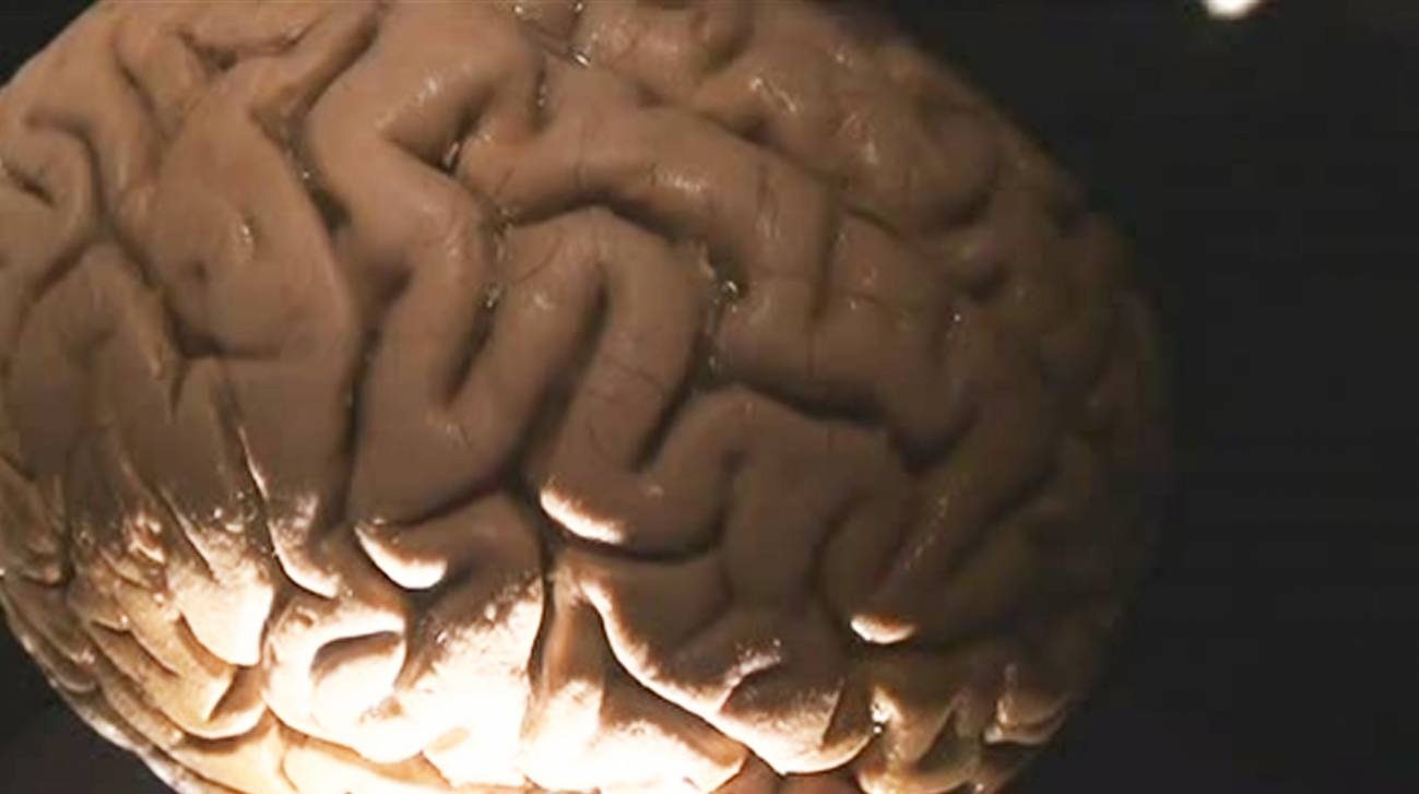 Viaje al interior del cerebro 