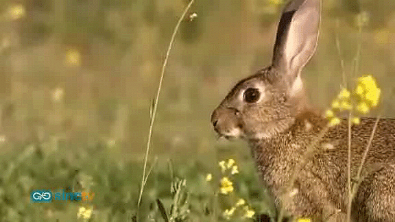 ¿Y si desaparecieran los conejos en Doñana?