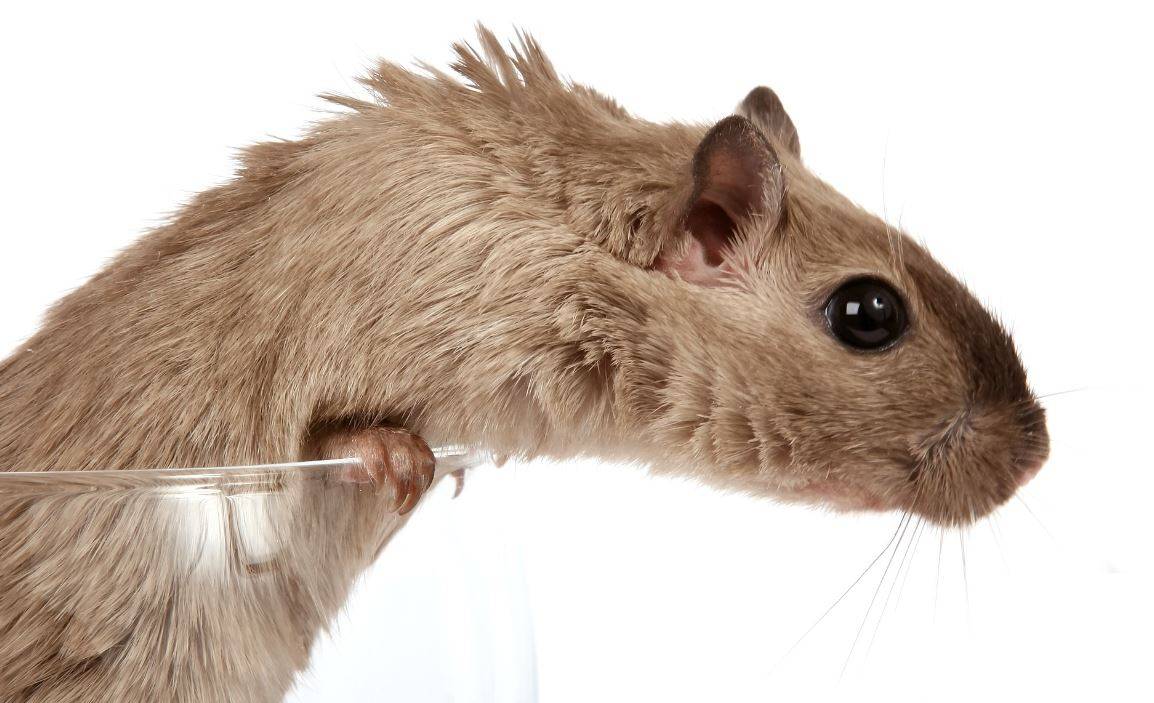 A new ultrasound technique shows the brain of rodents in action