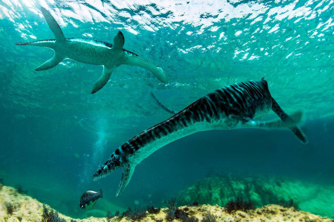 A small plesiosaur lived in Spain 125 million years ago