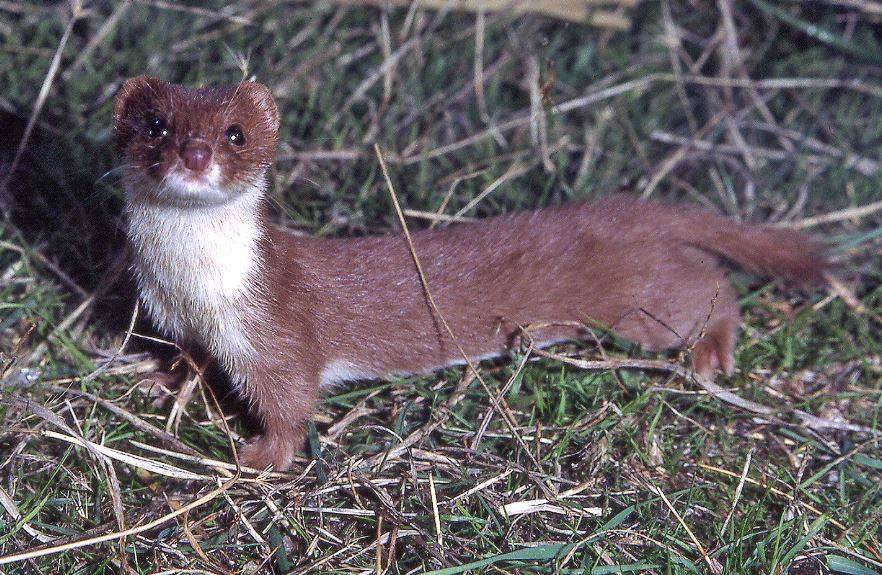 Human activities threaten weasel´s survival
