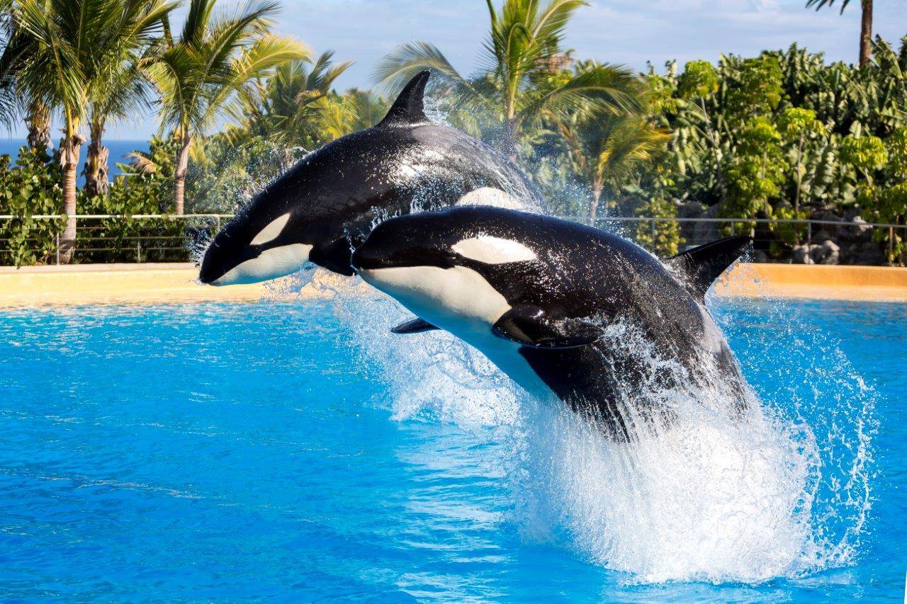 Killer whales are actually peaceful and sensitive