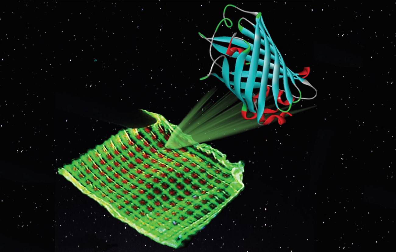 Luminescent proteins provide colour to ecological and cheap Bio-displays
