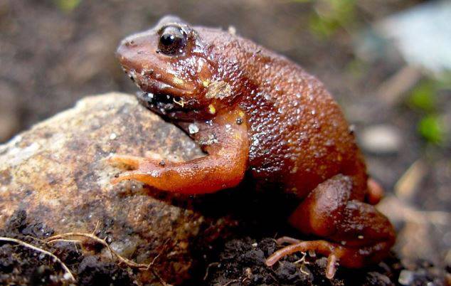 The altitudes of the Andes reveal an incessant number of new frogs