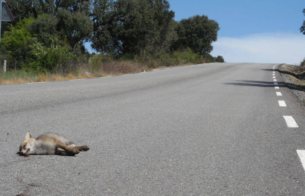 The fatal attraction of foxes to roads