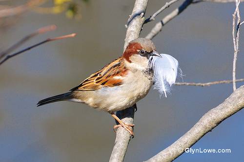 Sparrow 