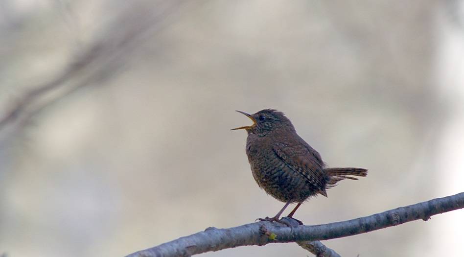 The wren’s song becomes more complex in the city