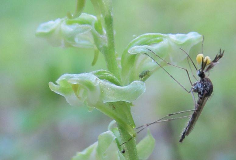A los mosquitos les gustan las flores tanto como los humanos
