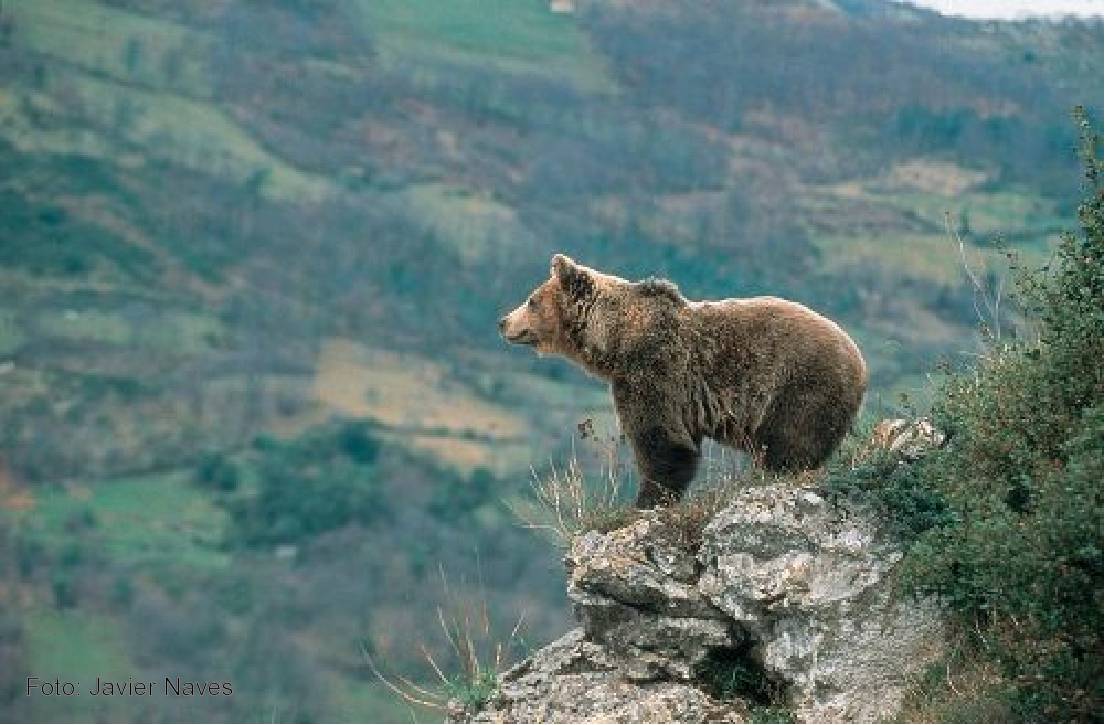 Oso cantábrico.