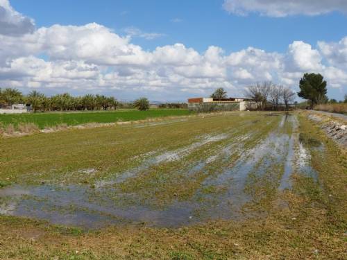 Foto del campo de Crevillente (Alicante). Autor: José Antonio Segrelles Serrano (UA - GIECRYAL)