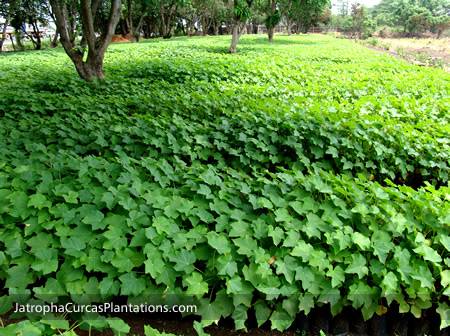 Plantación de Jatropha Curcas 