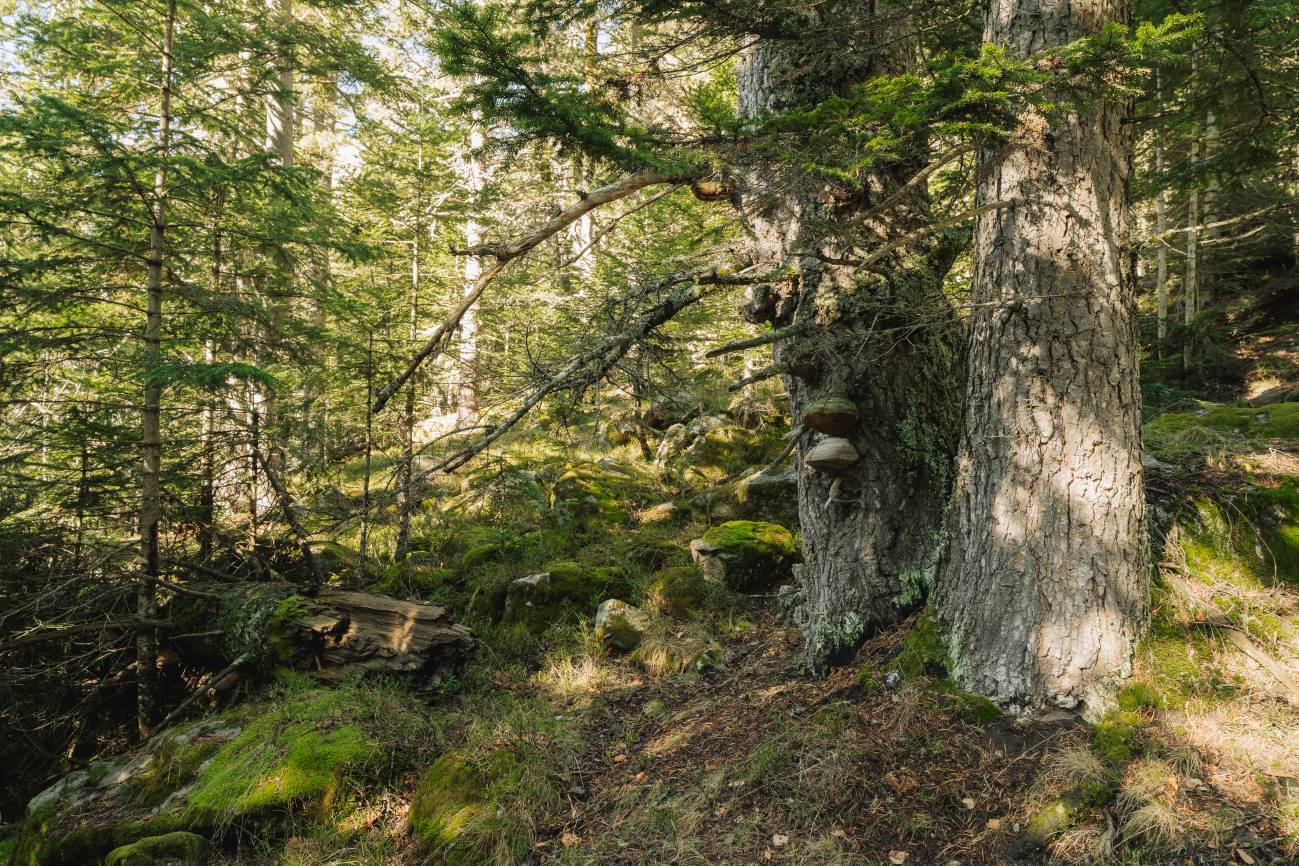 Parque Nacional de Aigüestortes