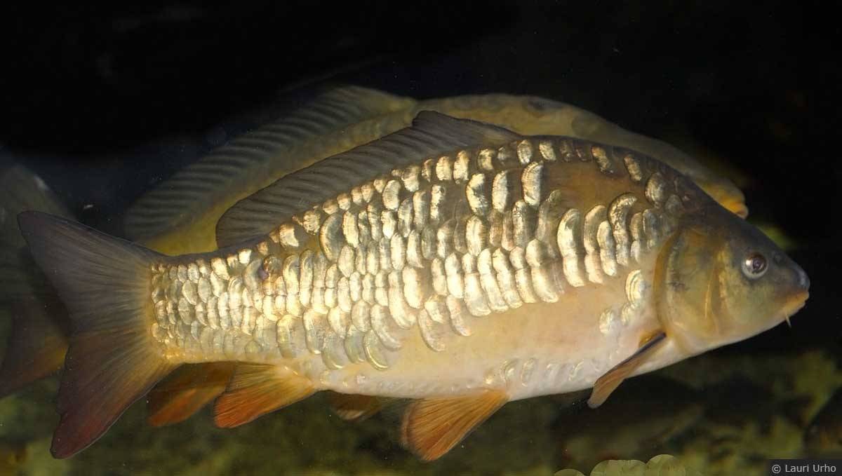 Alertan del alto impacto de la carpa en lagunas de gran valor ecológico