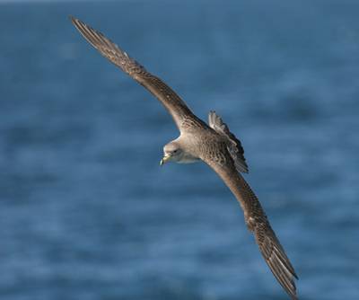 Un ejemplar de pardela (foto: José Maria Arco, SEO/Birdlife)