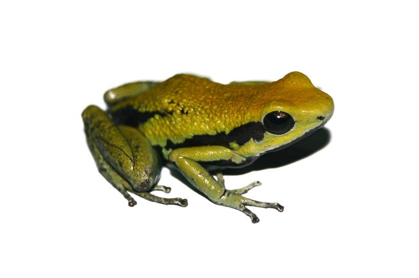 Algunas ranas venenosas del Amazonas se originaron en Los Andes