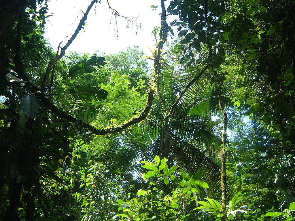 Analizan el cambio de uso del suelo de Costa Rica para luchar contra la deforestación