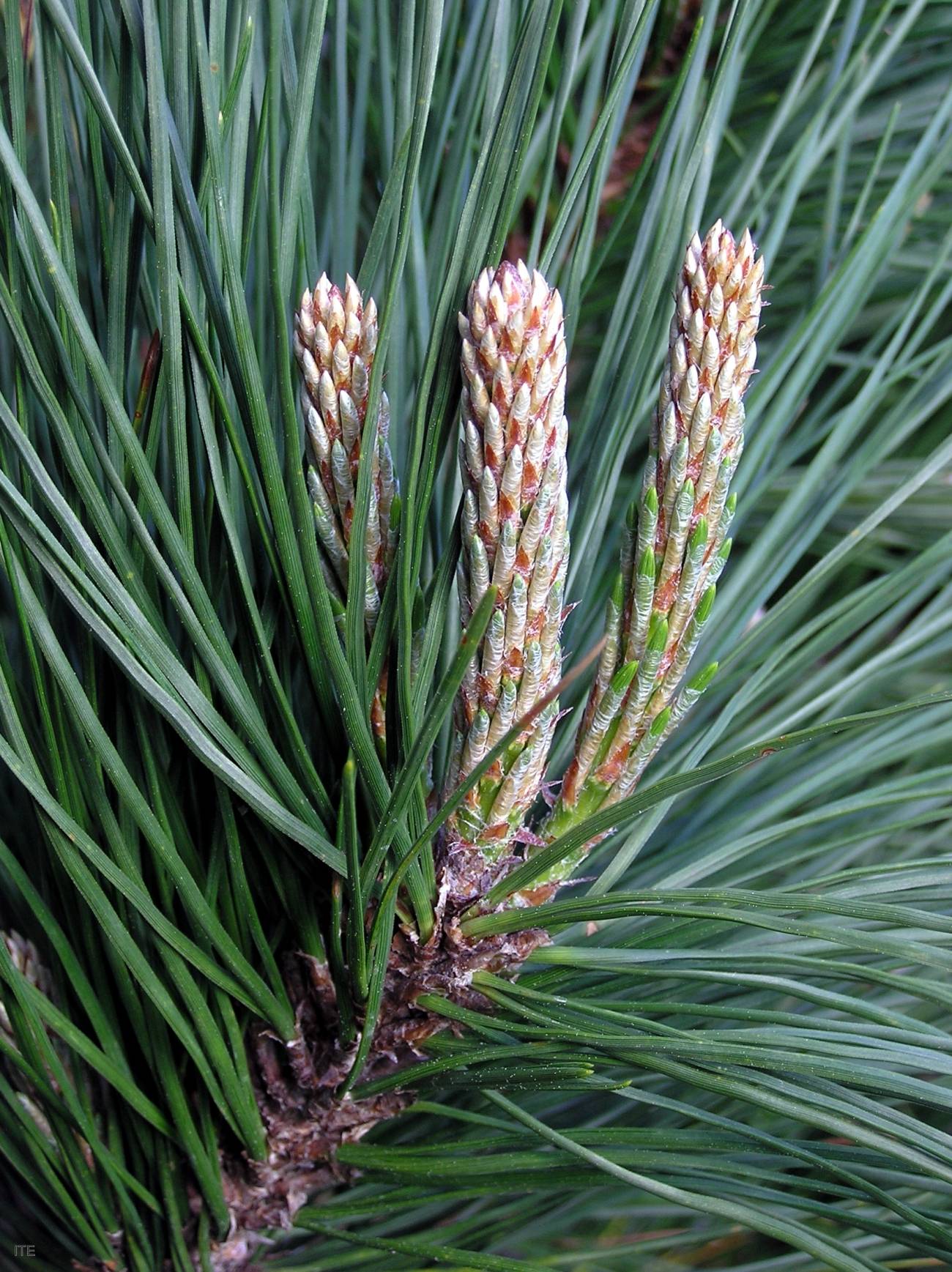 Pinus radiata