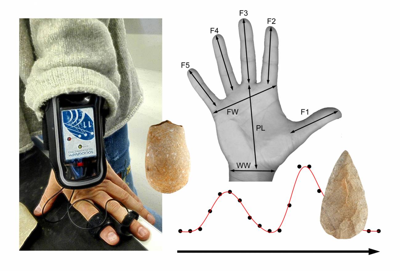 Analizan la relación entre la mano y el uso de herramienta líticas con neuromarketing