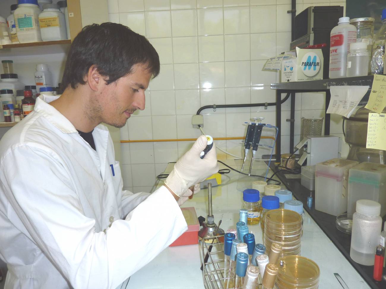 Analizan los organismos y factores que provocan que la sidra natural vasca se pueda volver amarga
