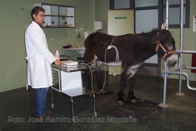 Analizan los parámetros electrocardiográficos del asno zamoranoleonés