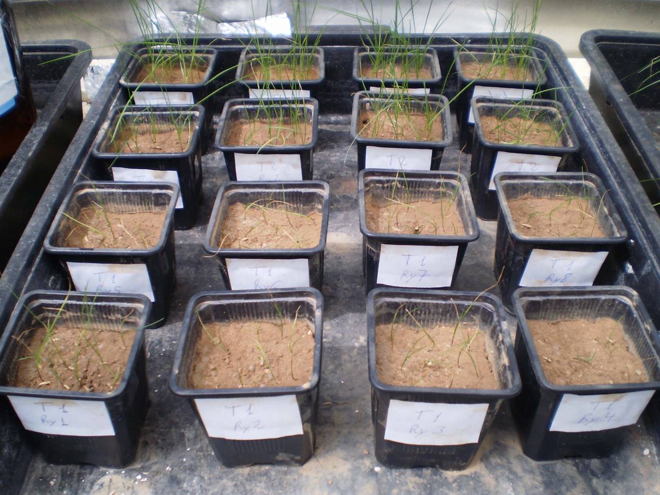 Macetas de ray-grass / Fundación Descubre