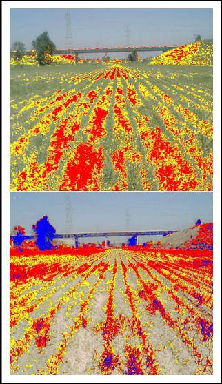 Aplican técnicas basadas en la información del color a tratamientos agrícolas