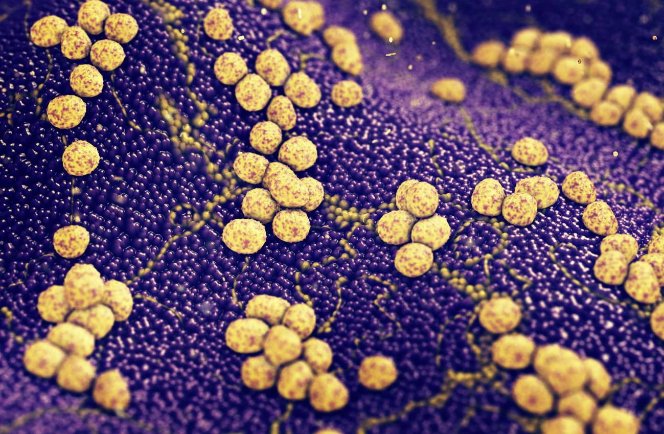 Colonia de bacterias Staphylococcus aureus causantes de infecciones cutáneas