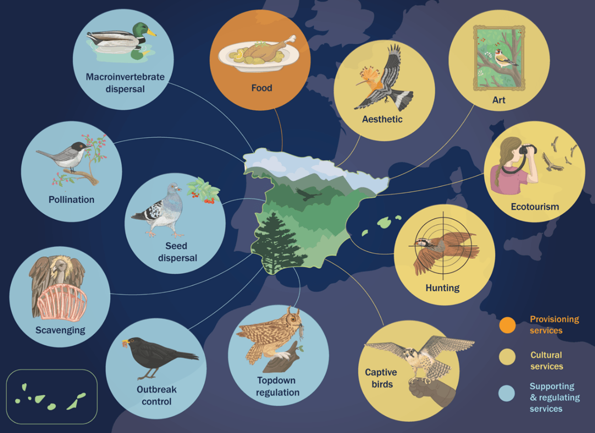 ilustración de las especies más representativas 
