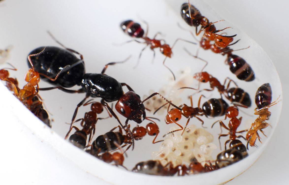 Así conviven hormigas de diversas especies en el mismo territorio 