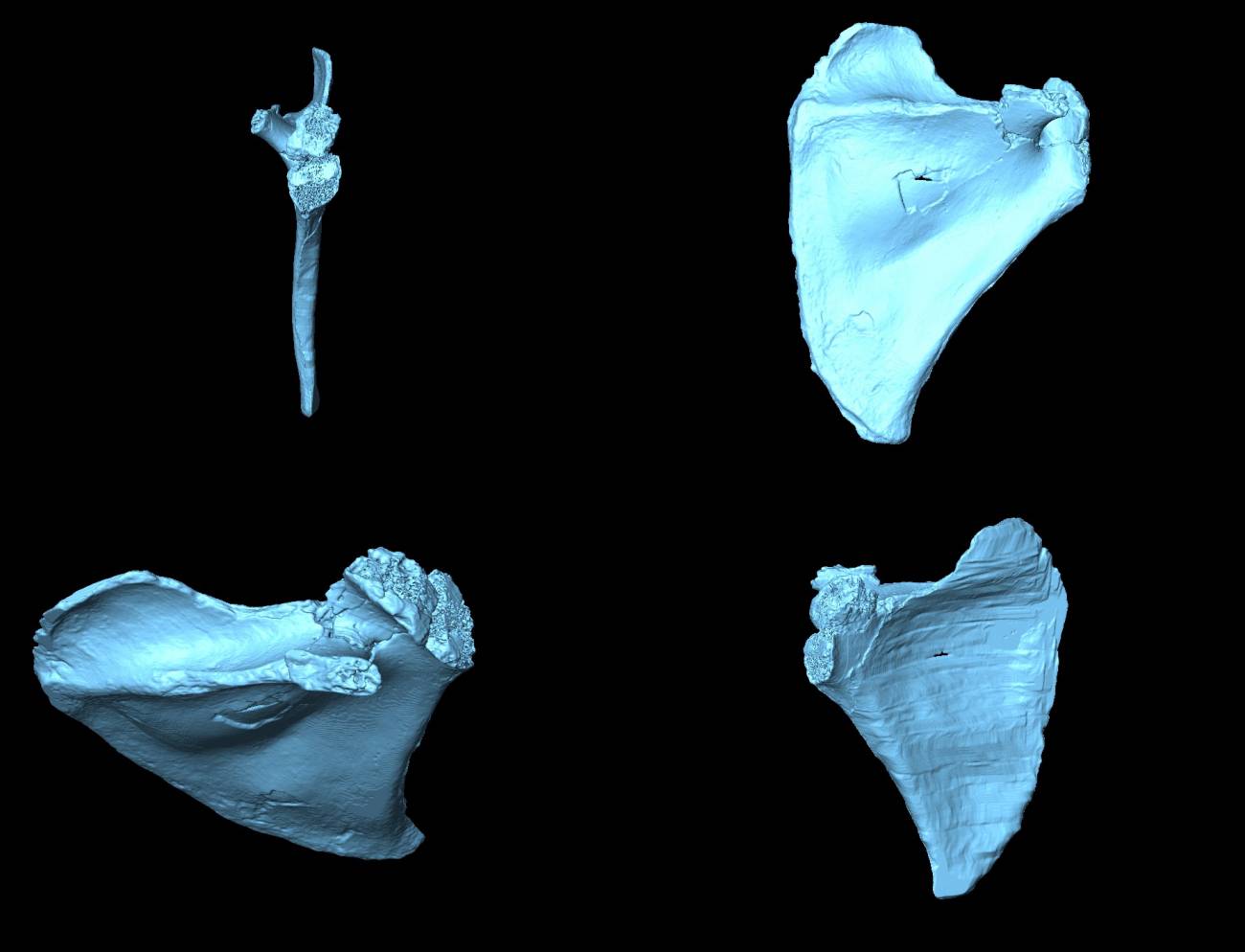 Así era la espalda del ‘Homo antecessor’