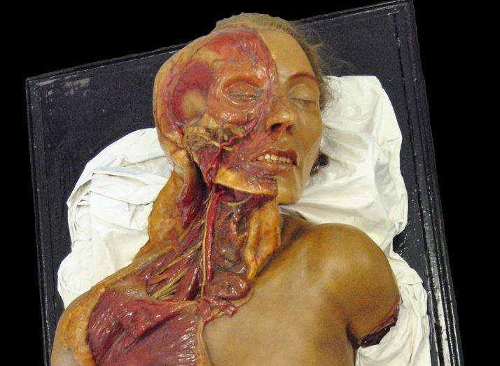 Así es el interior de las esculturas con las que se enseñaba Medicina 