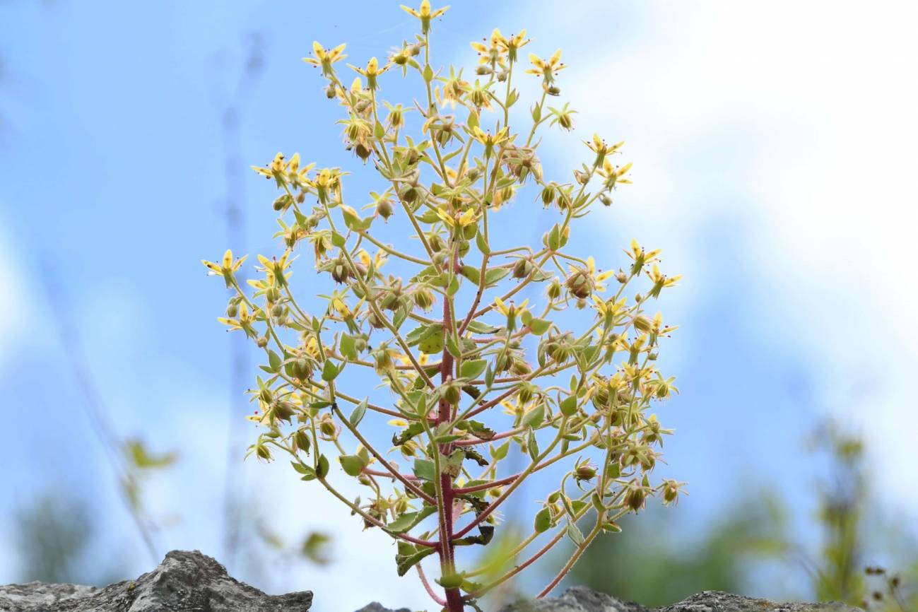 Así es la planta que Darwin predijo que era carnívora hace 150 años