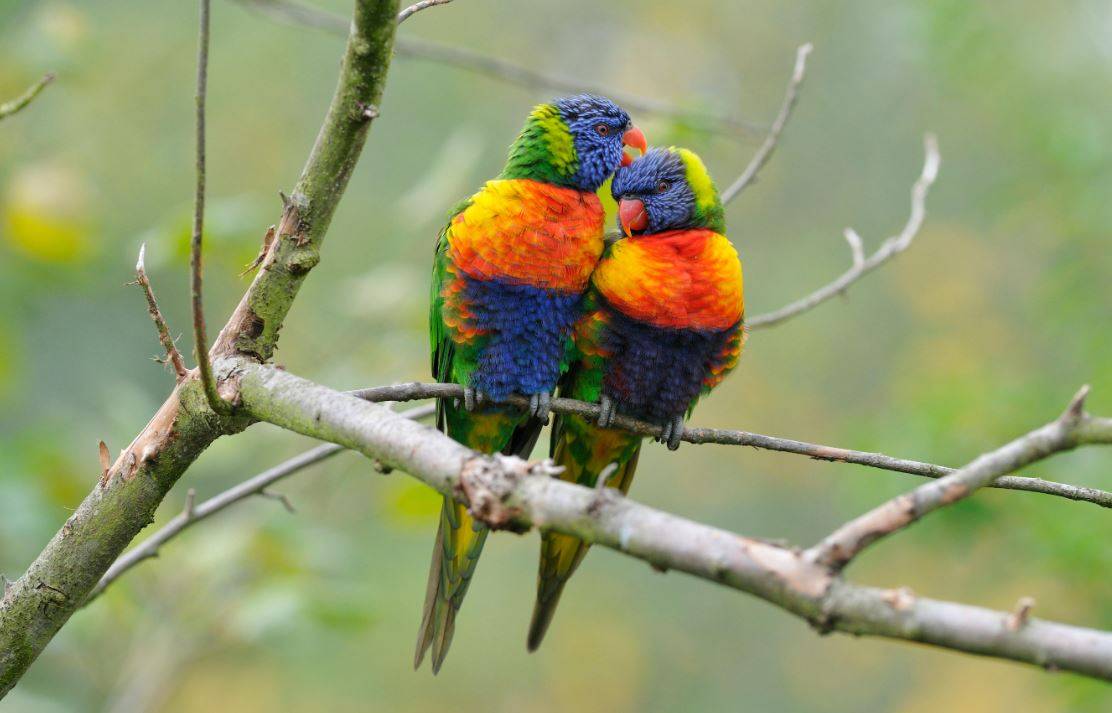 Así evolucionó el plumaje multicolor del loro arcoíris 
