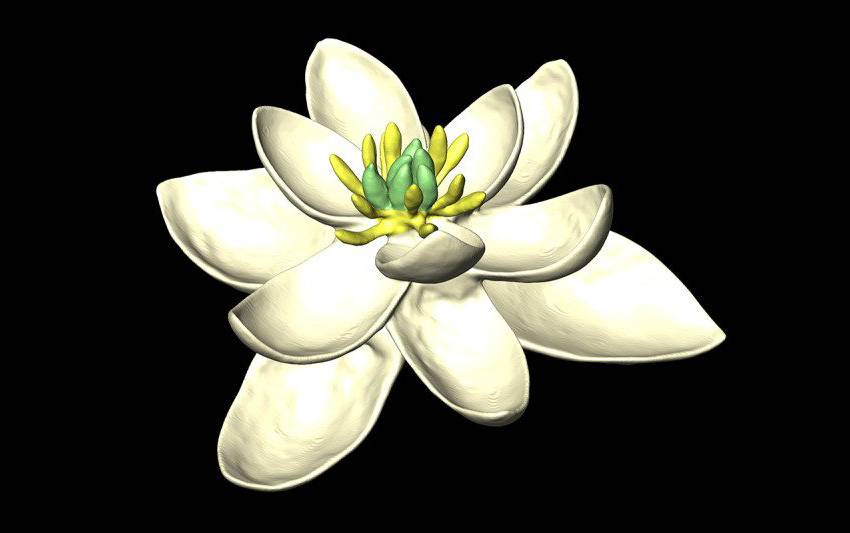 Así fue la primera flor 
