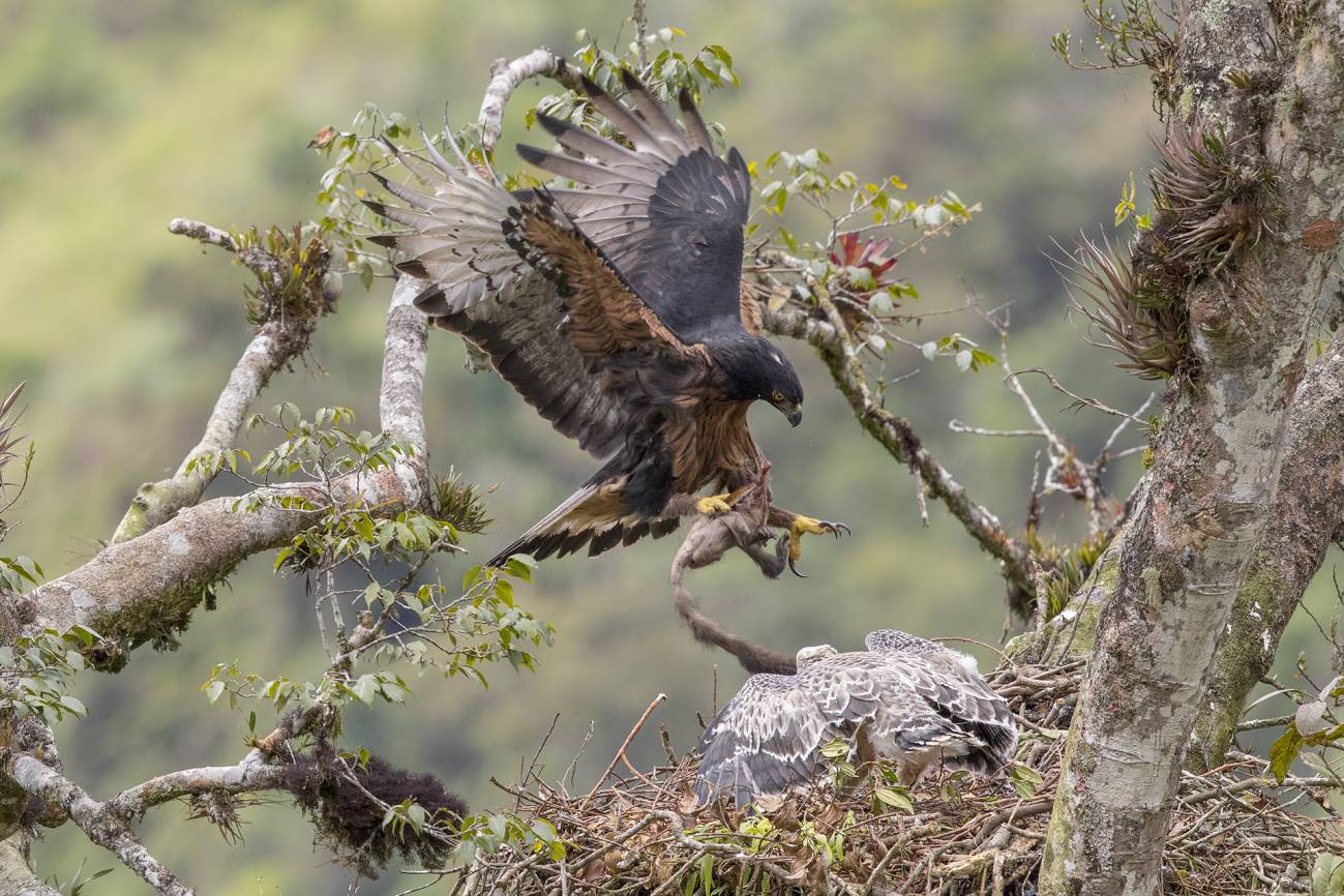 Águila Inca (Spizaetus isidori), una especie en peligro de extinción