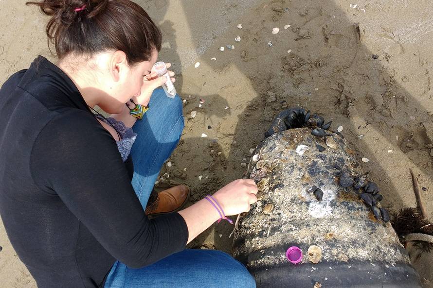 Así influyen los plásticos en el mar en el transporte de especies invasoras