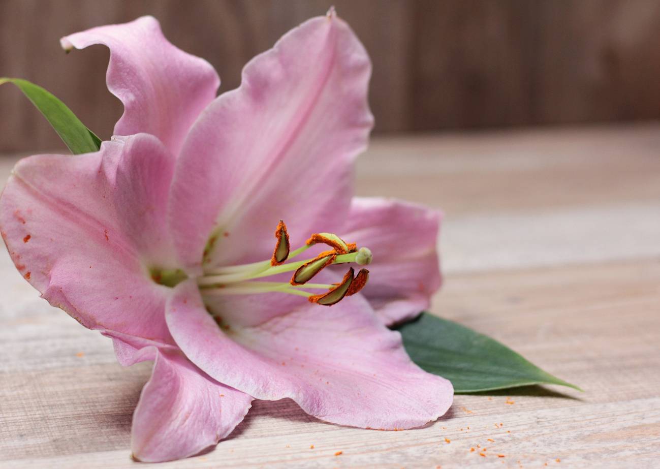 Flor del Lilium