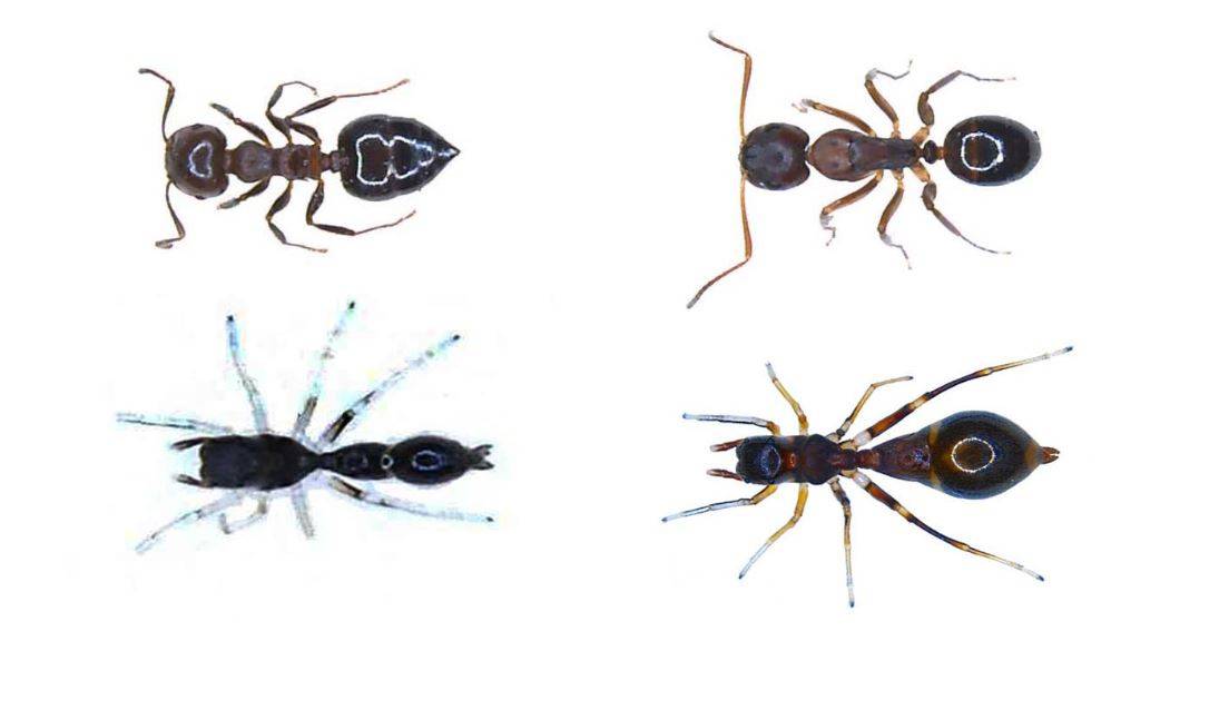 Así se disfraza una araña de hormiga para evitar ser devorada