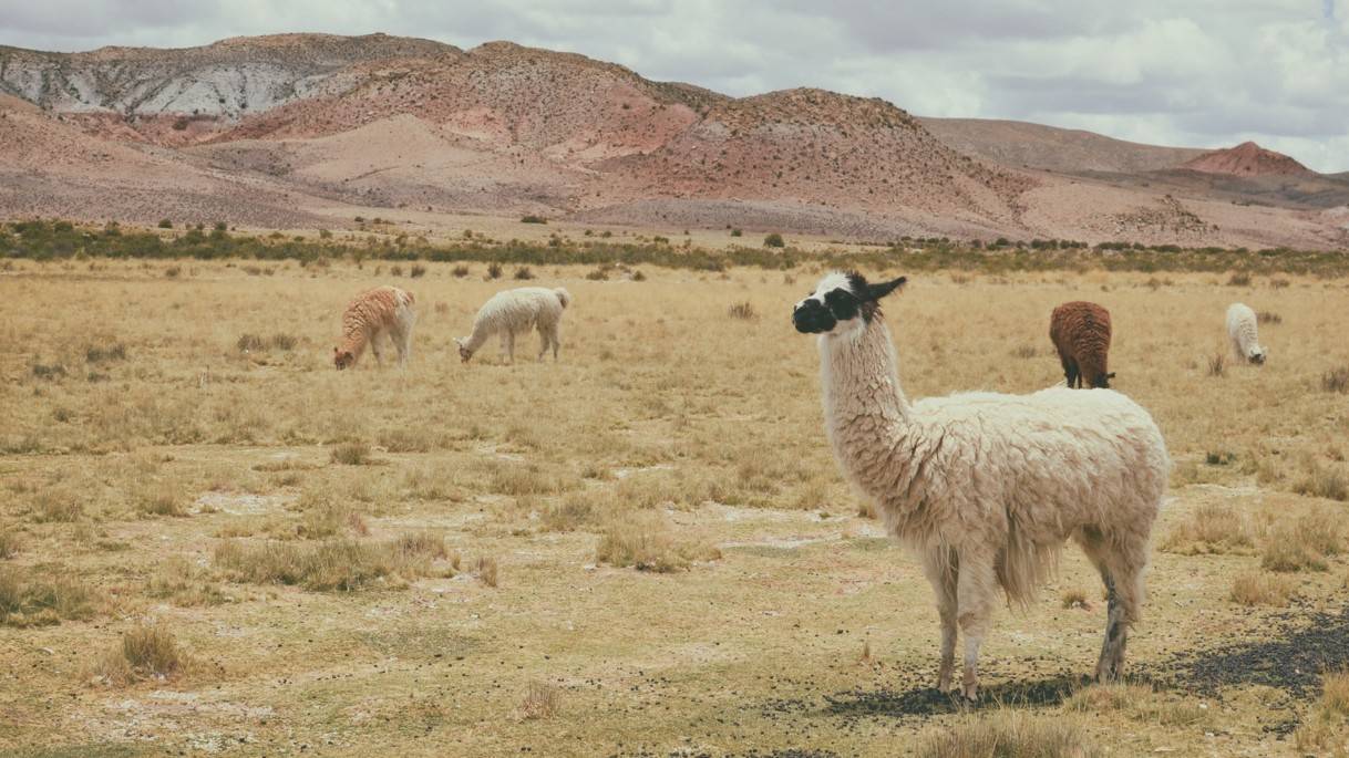 Así se distribuye la diversidad biológica en el planeta