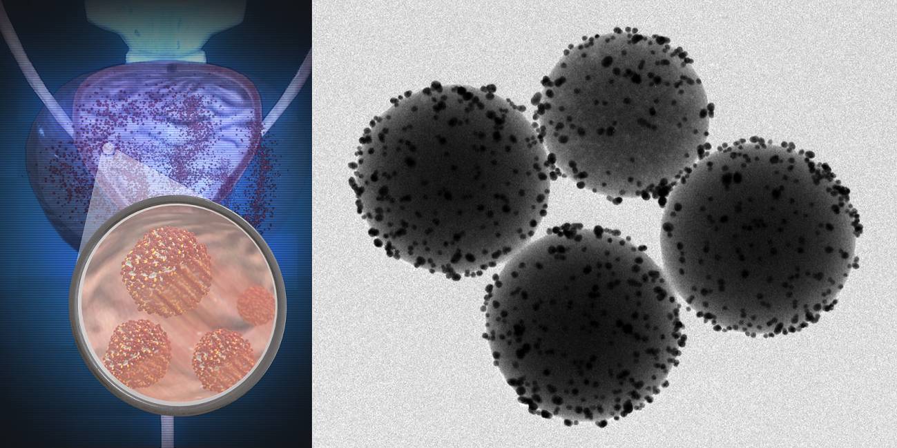 Así se mueven millones de nanorrobotos dentro de ratones vivos
