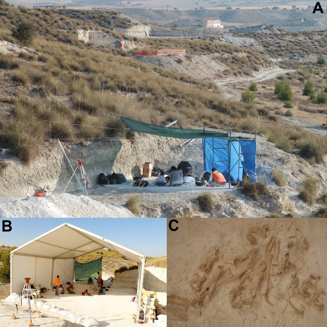 Así se repartían las presas entre carnívoros y homininos en el Pleistoceno