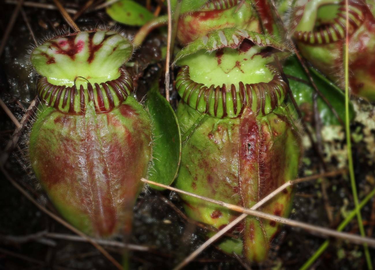 Así se volvieron carnívoras las plantas