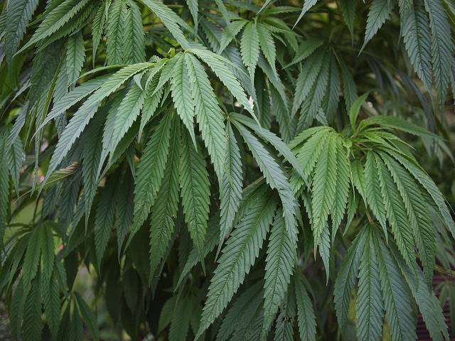 Asocian el consumo de cannabis con todo tipo de trastornos mentales