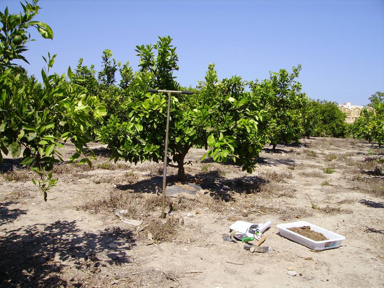 Muestreo de suelo agrícola. Foto de los investigadores.