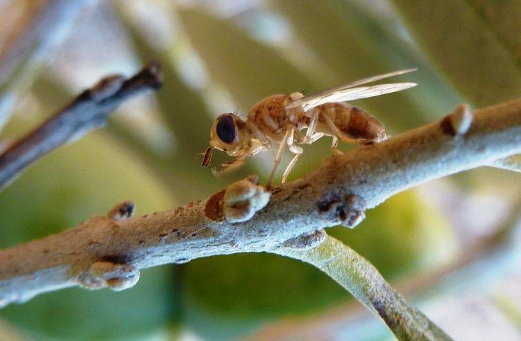 Adulto de Bactrocera oleae Rossi recién emergido 