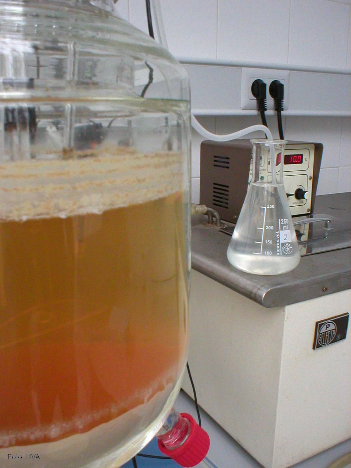 Avanzan en las claves del amargor de la cerveza