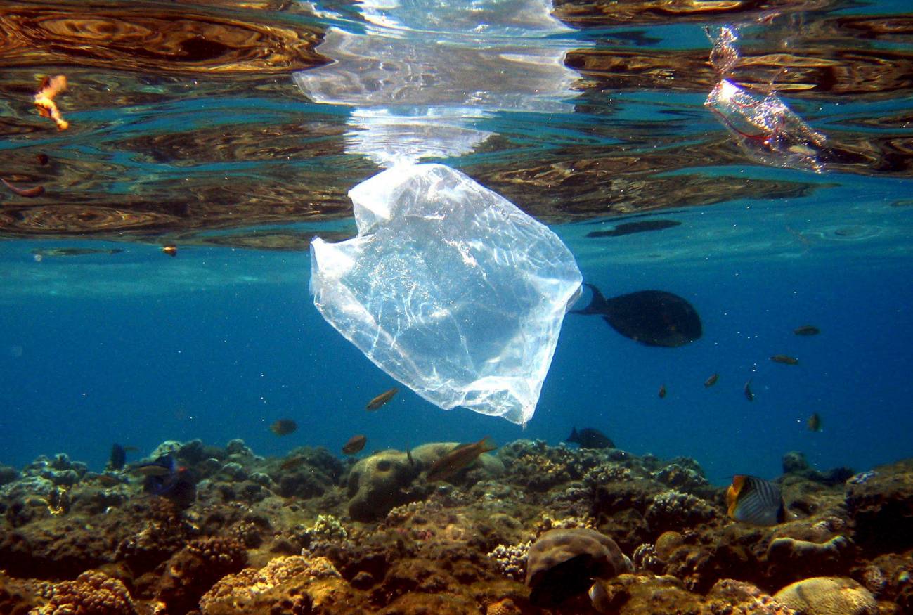 Bacterias devoradoras de plástico