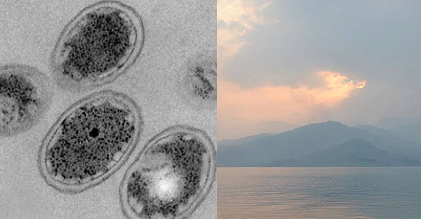 Bacterias primitivas favorecieron las condiciones para la vida en la Tierra